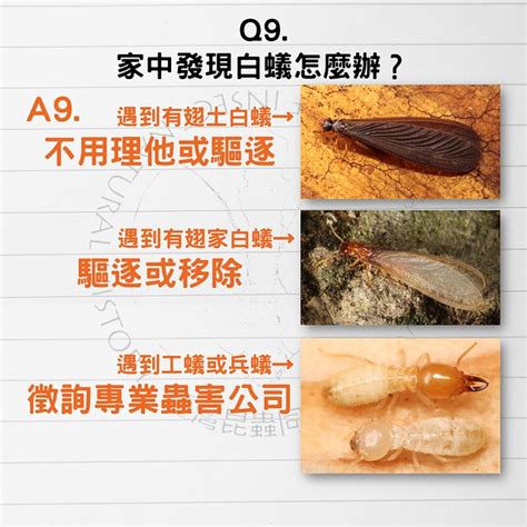 家裡有白蟻該如何處理|白蟻防治該怎麼實施？5個專家多年實作方法一定要學。